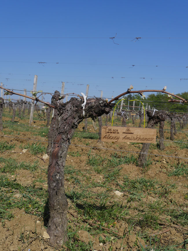 Виноградник на урожай